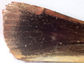 Langmaid's Yellow Underwing